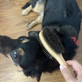 Dogs & Cats Double Sided Boar Bristle Pin Brush photo review