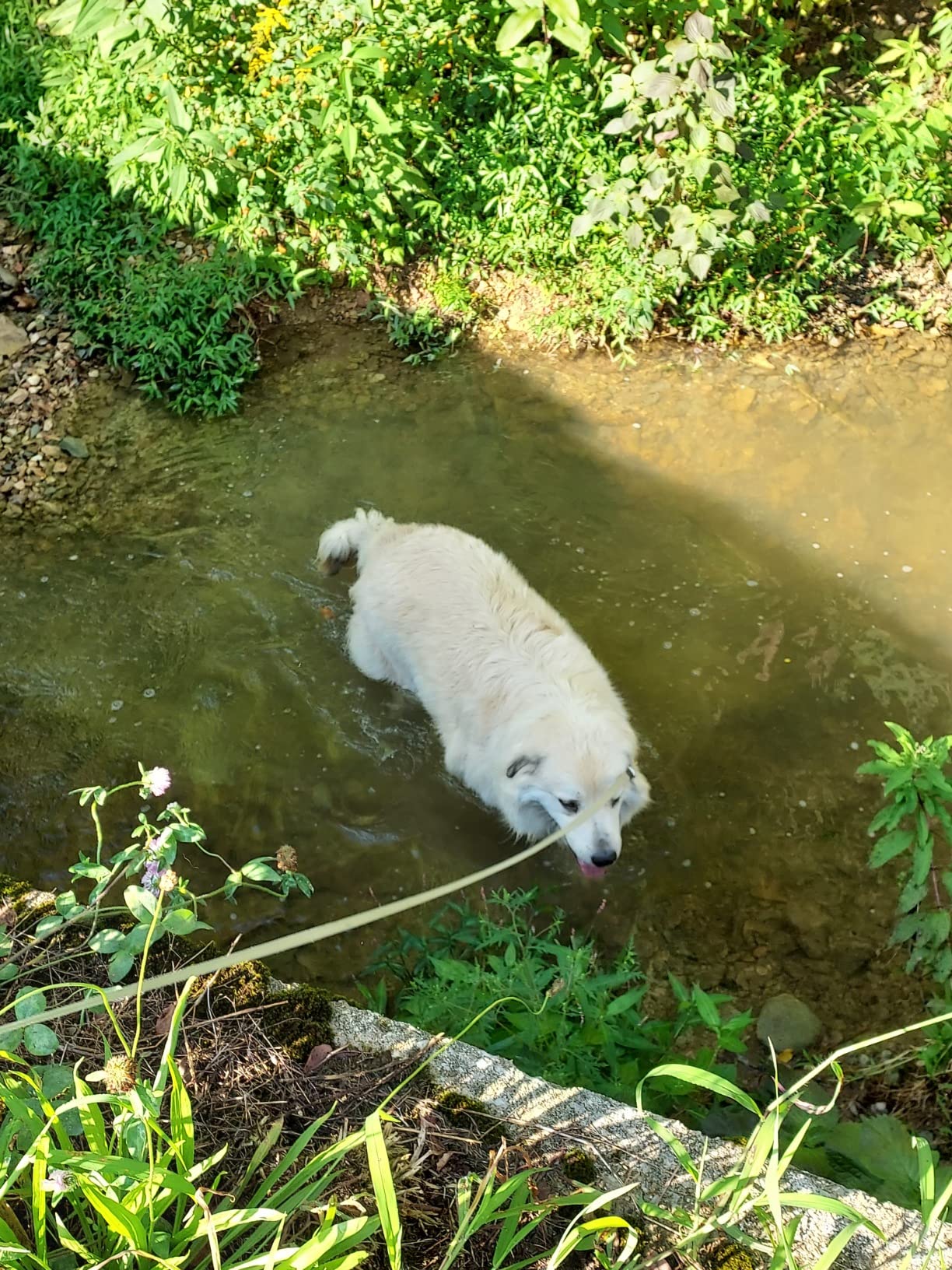 Ultimate Dog Leash photo review