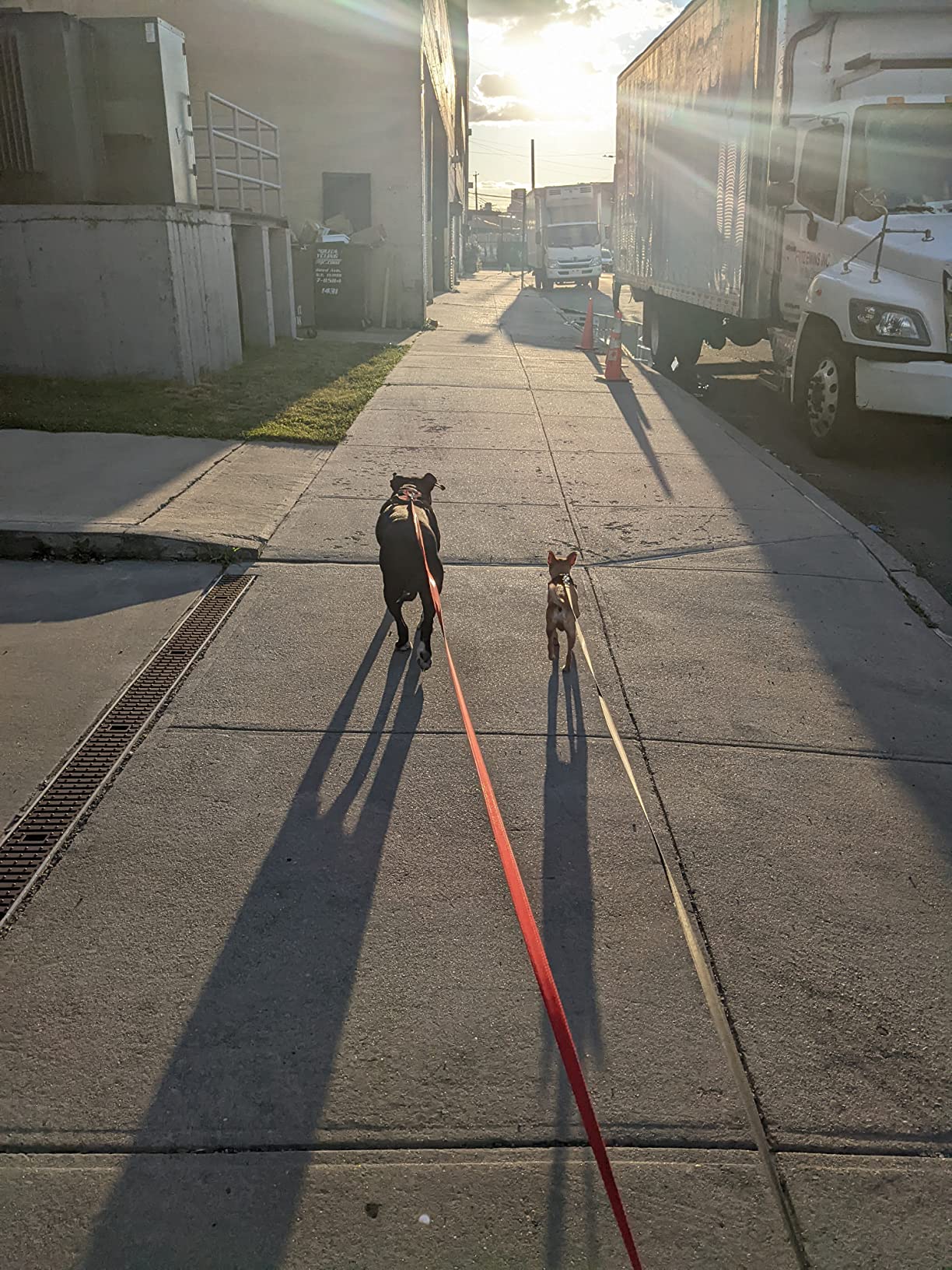 Terrain Dog Leash photo review